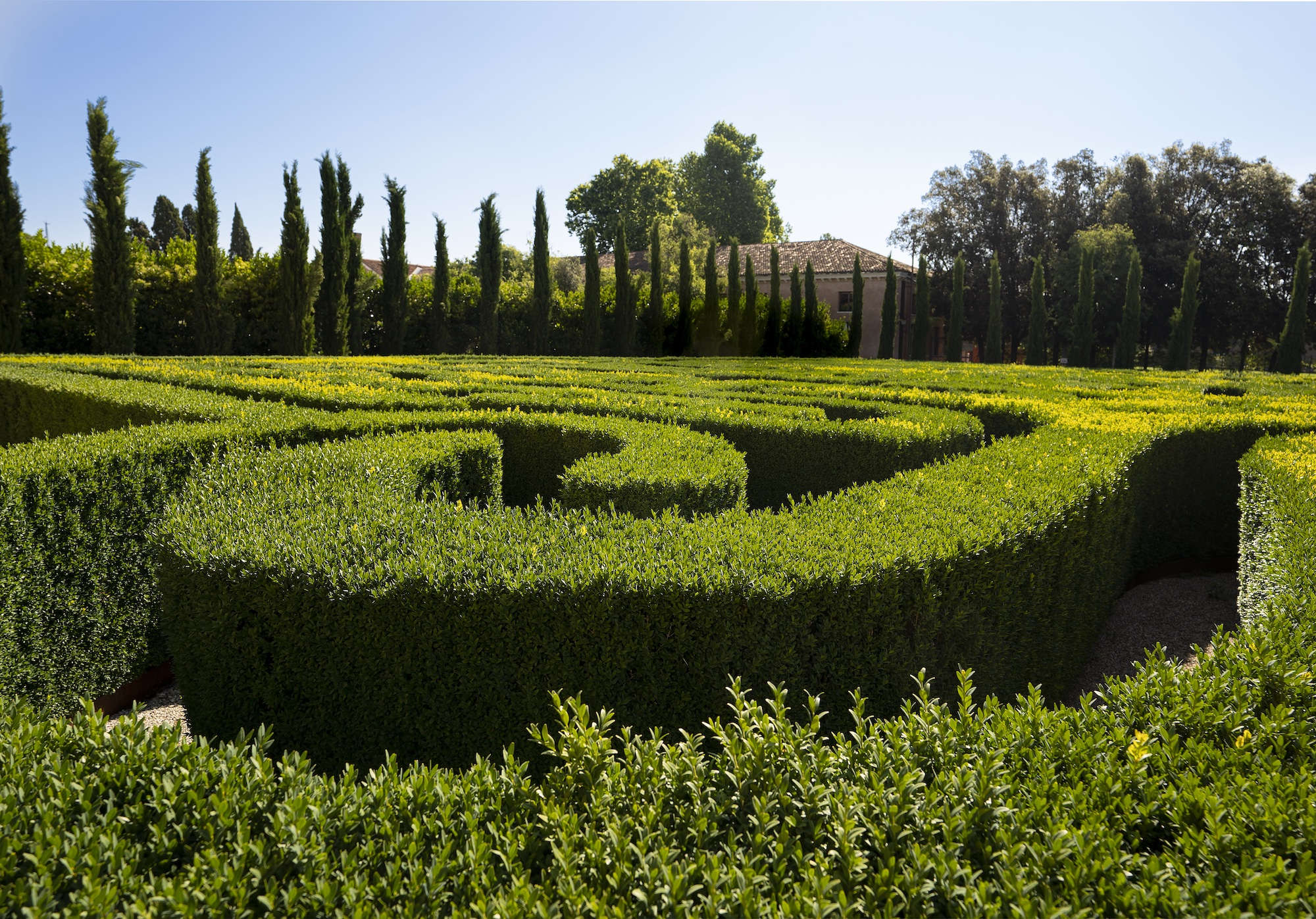 Entre les haies du labyrinthe de Borges, Venise, île de San Giorgio. Photo : Matteo De Fina