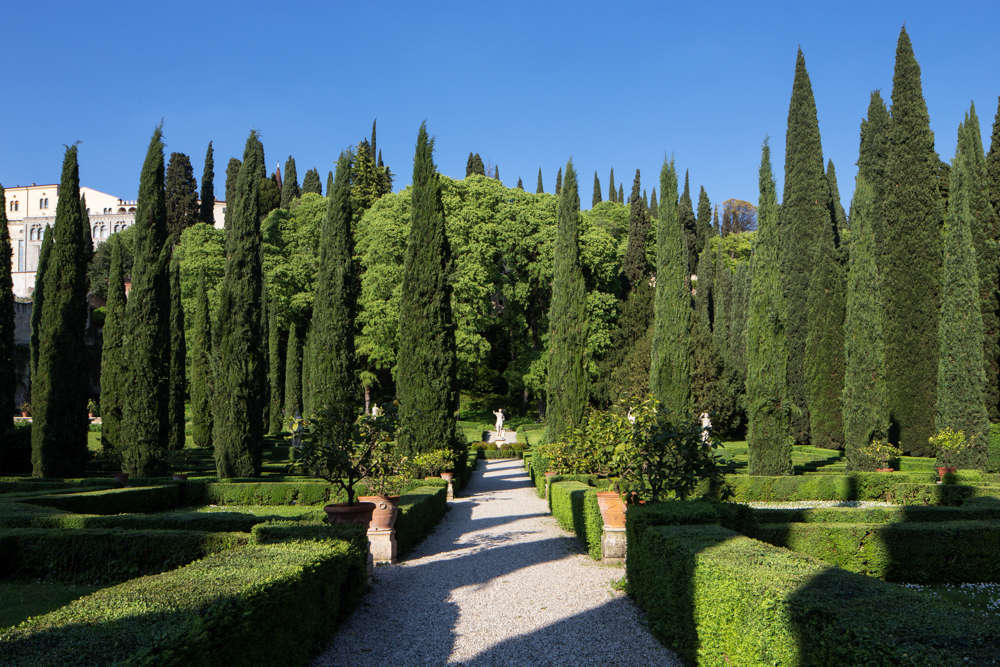 The cypress trees of the Giusti Garden