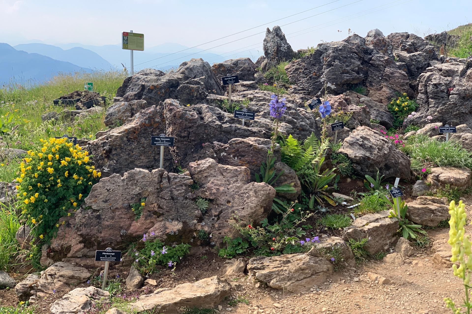 The Alpine Flower Garden