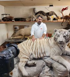 Taxidermy explained by expert: "we are a little bit sculptor, a little bit painter, a little bit chemist"