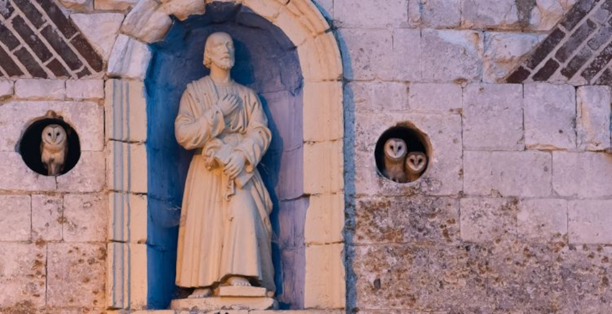 Bird Photographer of the Year debutta in Italia al Forte di Bard