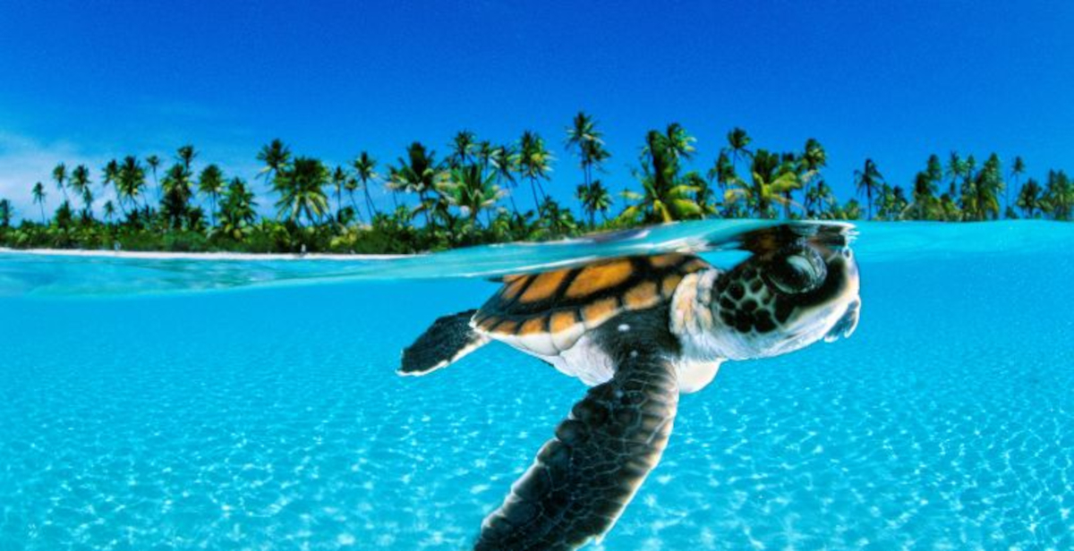 A Villa Bardini la prima mostra italiana di David Doubilet con National Geographic
