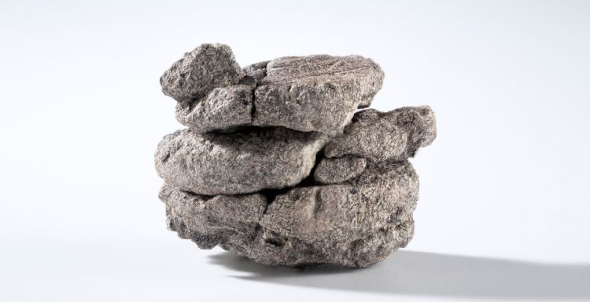 Scoperto un fossile di dinosauro sotto il parcheggio del Museo di Denver