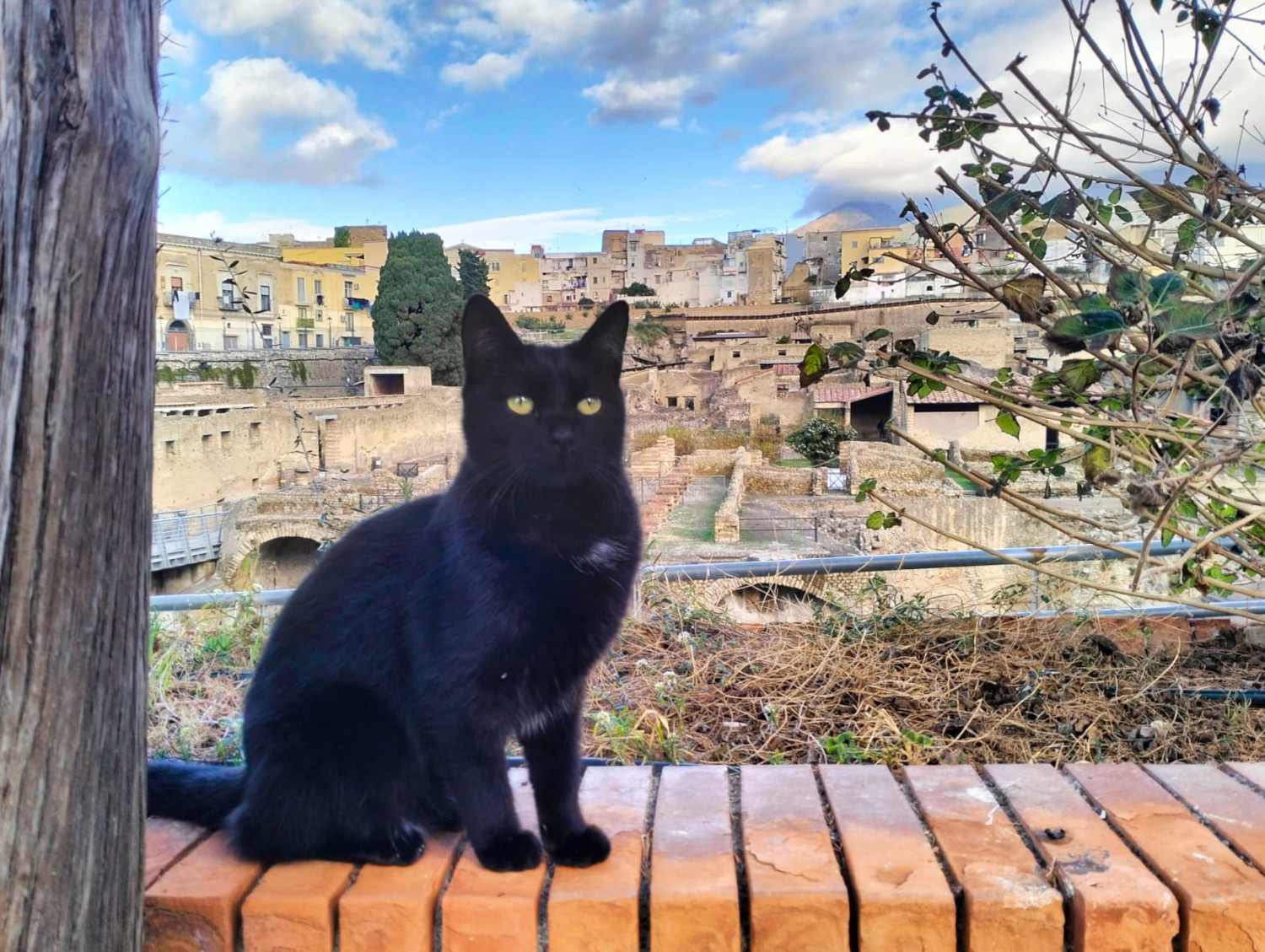 I gatti di Ercolano: il Parco Archeologico registra ufficialmente la propria colonia felina