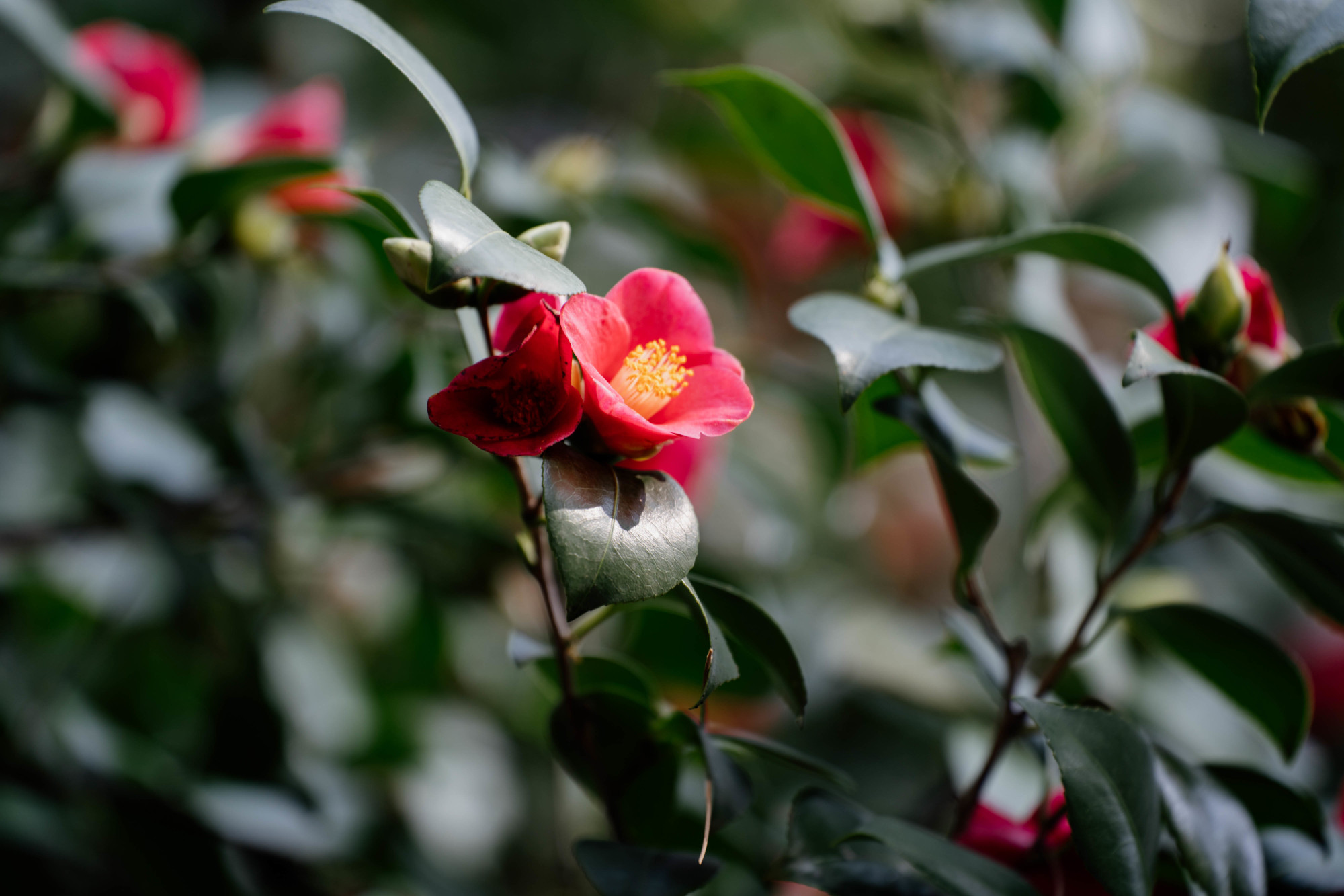 Alla Reggia di Caserta ci sarà un bistrot dedicato al benessere. Pubblicato il bando