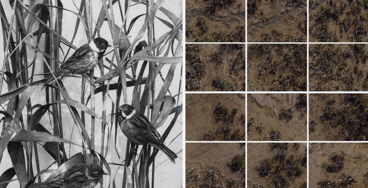 Matteo de Mayda fotografa la fragilità delle barene veneziane in mostra a Venezia