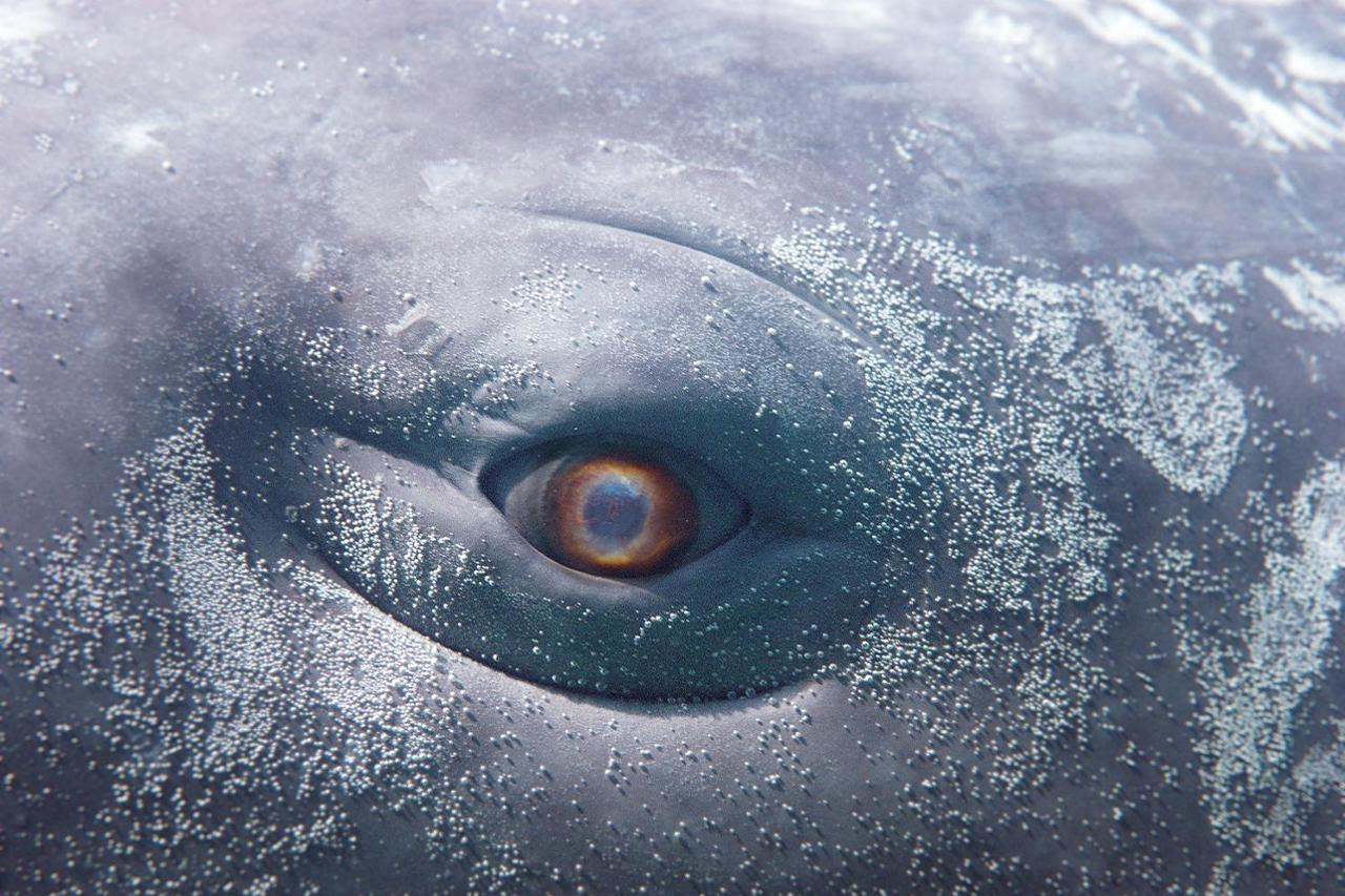 Al Palazzo Ducale di Genova una grande mostra ispirata a Moby Dick, celebre romanzo di Herman Melville