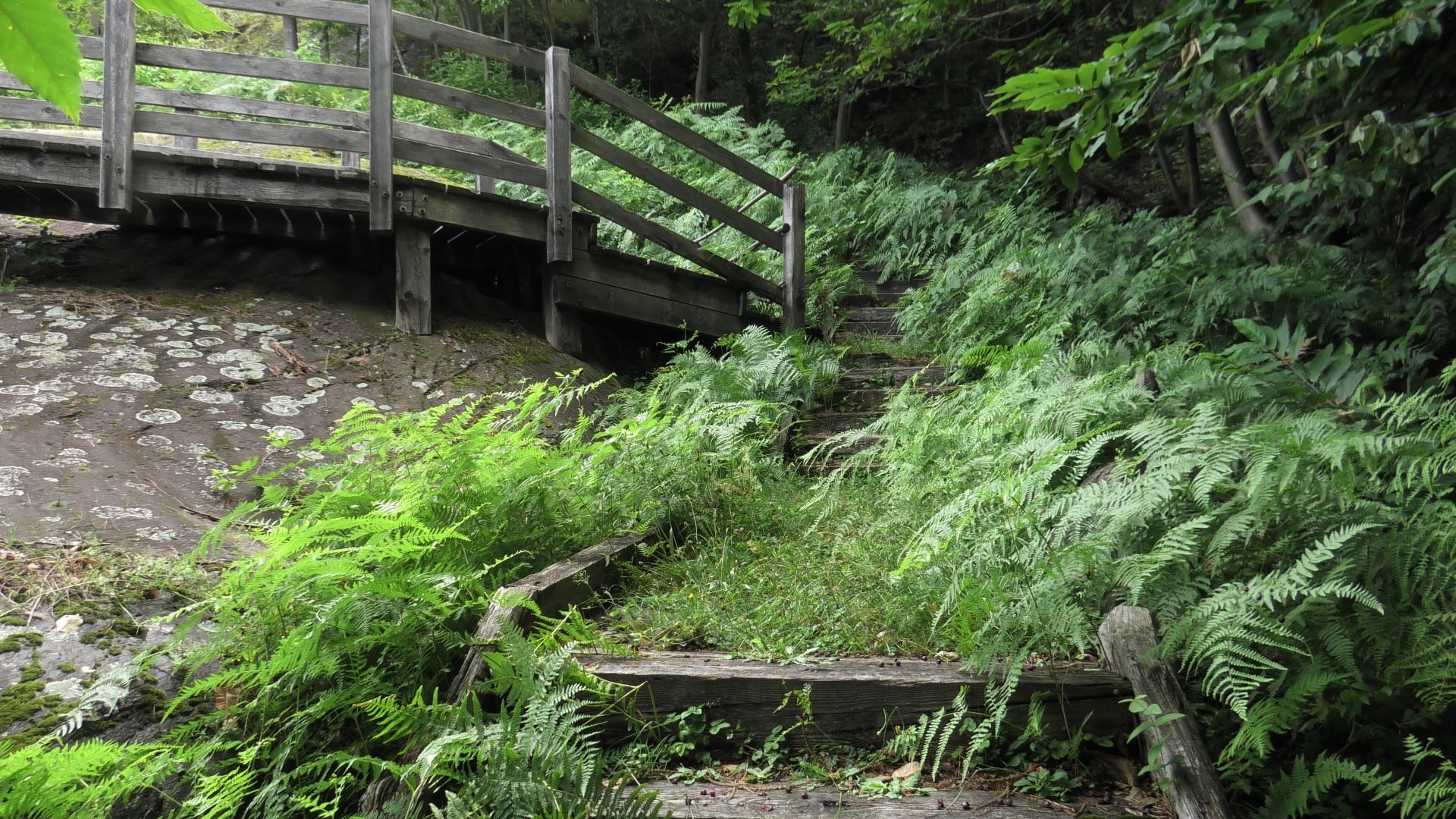 Incuria al Parco Archeologico di Sellero, risponde il Comune: a breve via ai lavori