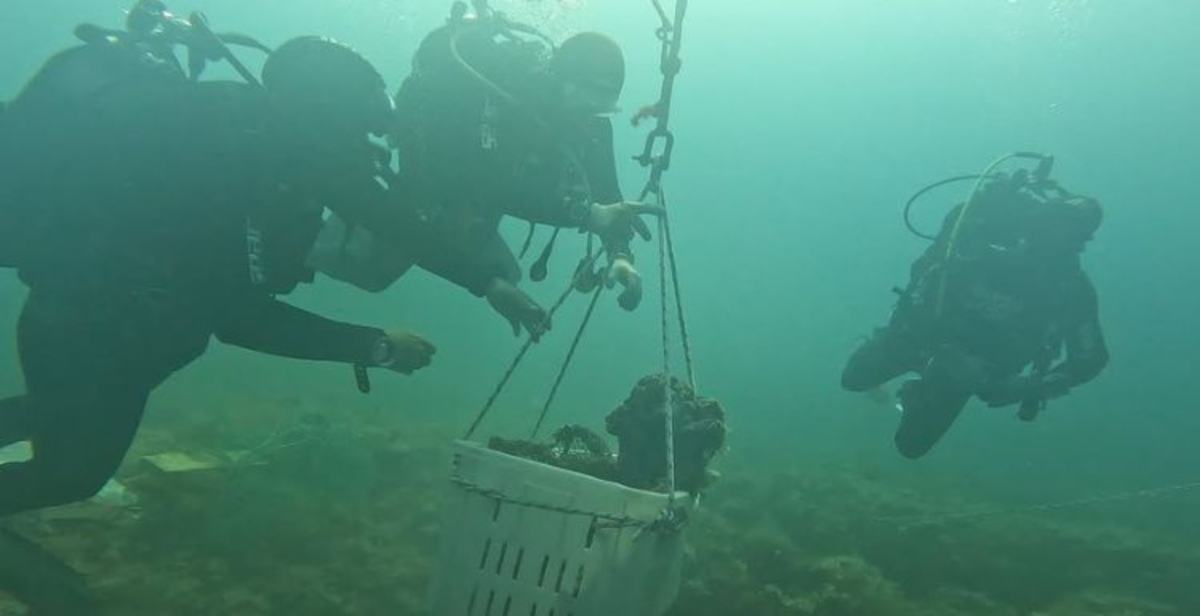Riemerge nel Salento un frammento bronzeo: nuova scoperta archeologica al largo di Leuca
