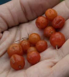 Castelbuono Civic Museum in Palermo explores the relationship between agriculture and cultural narratives