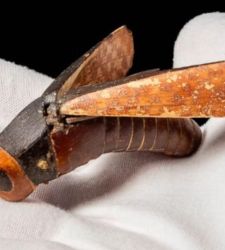 Venduta una cavalletta egizia per 340.000 sterline all’asta a Londra: è legata alla tomba di Tutankhamon?