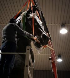 Il Cavallo colossale di Canova torna a nuova vita dopo oltre cinquant'anni nei depositi