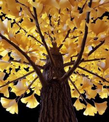 Milan, l'installation num&eacute;rique de Debora Hirsch d&eacute;di&eacute;e aux arbres menac&eacute;s au Palazzo Citterio