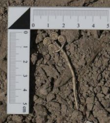 Troya, resurge un tesoro de 4.500 años de antigüedad: se descubren un broche de oro y una rara piedra de jade