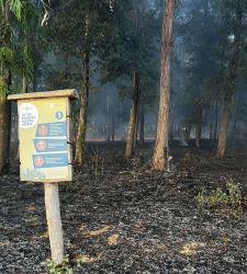 Incendio en el Real Sitio de Carditello, devastado el bosque de eucaliptos
