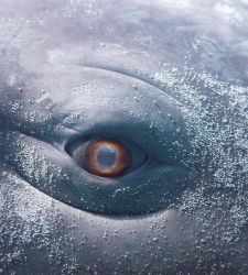 Al Palazzo Ducale di Genova una grande mostra ispirata a Moby Dick, celebre romanzo di Herman Melville
