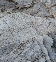 Stelvio Park: thousands of 210 million-year-old dinosaur footprints emerge in the Alps