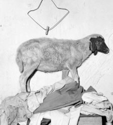 At the Rome Slaughterhouse, Roger Ballen's exhibition exploring the relationship between humans and animals