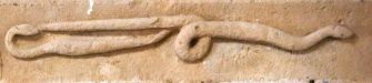 Il Serpente Regolo, il piccolo re che striscia in Toscana tra folklore e arte