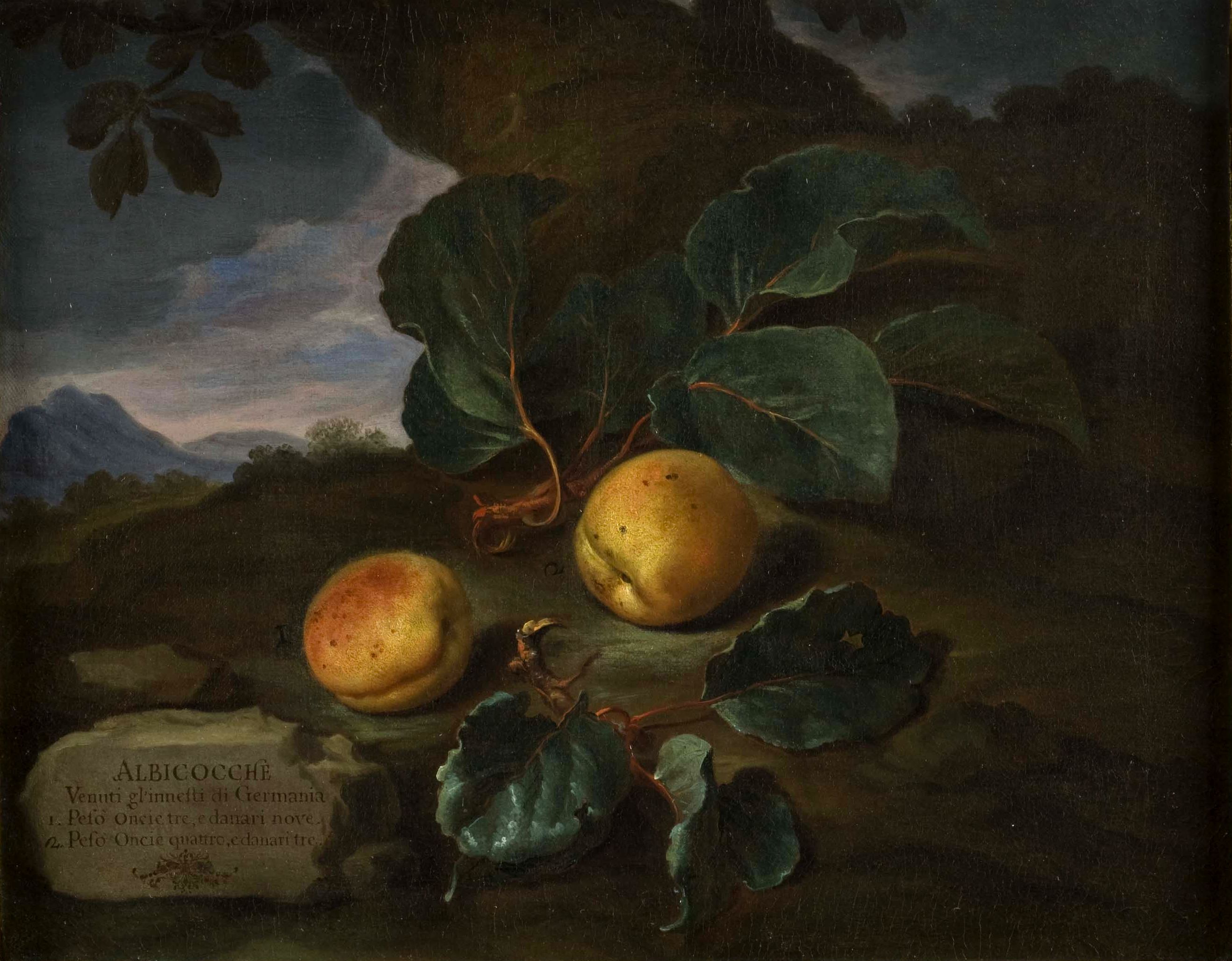 Bartolomeo Bimbi, Abricots d'Allemagne (1703 ; huile sur toile, 55,1 x 43,5 cm ; Florence, Museo di Storia Naturale, Sezione Botanica, inv. collections 1930, no 304)