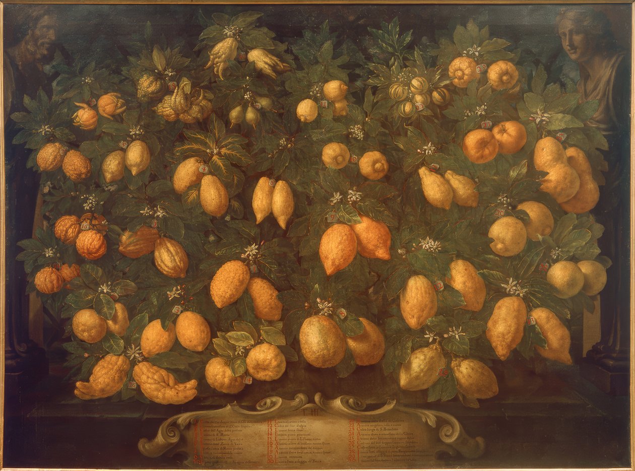 Bartolomeo Bimbi, Oranges, citrons, limes, citrons et lumias (1715, du Casino della Topaia ; huile sur toile ; Poggio a Caiano, Villa Medicea, Museo della Natura Morta, inv. Castello, no. 612)
