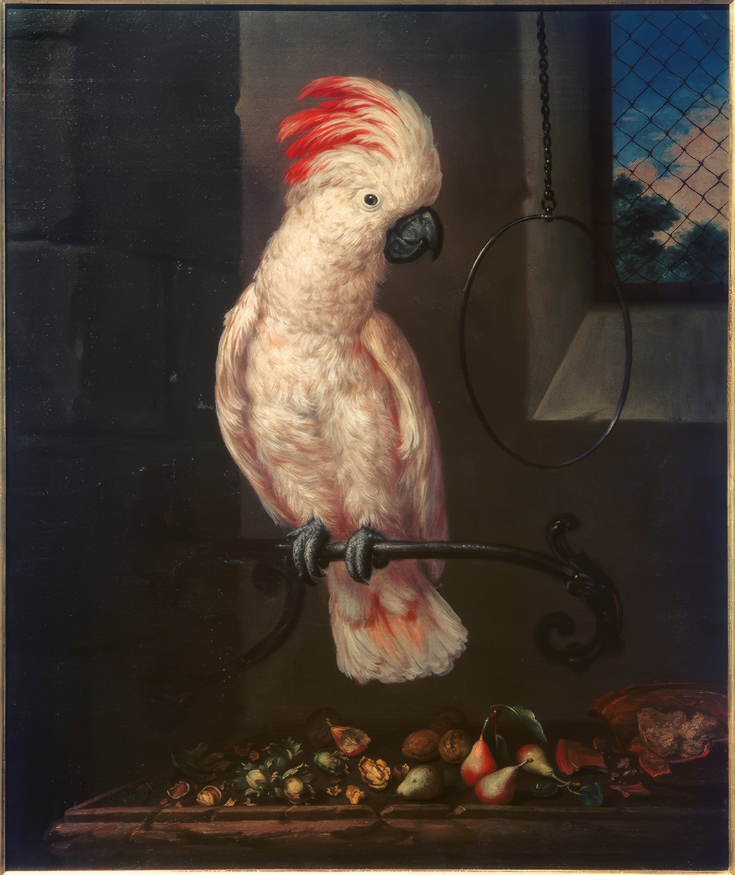 Bartolomeo Bimbi, Perroquet blanc aux plumes rouges (vers 1716 ; huile sur toile ; Poggio a Caiano, Villa Medicea, Museo della Natura Morta)