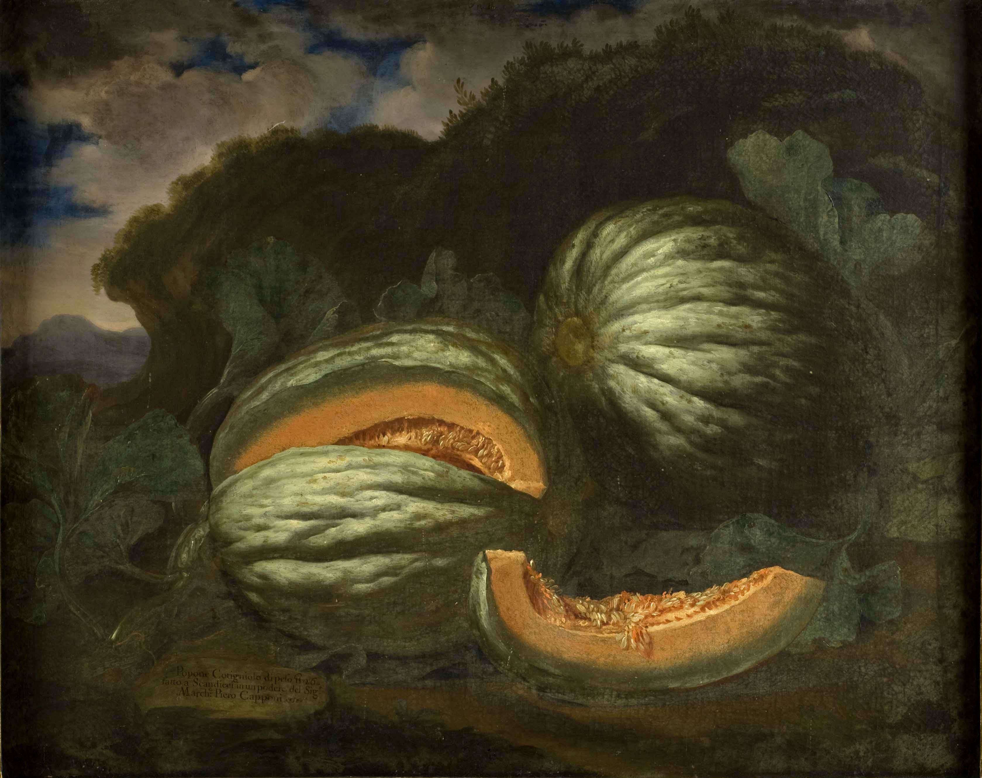 Bartolomeo Bimbi, Popone 'cotigniolo' del marchese Capponi (1700 ; huile sur toile, 97,2 x 77,7 cm ; Florence, Musée d'histoire naturelle, section botanique, inv. collections 1930, n° 333)