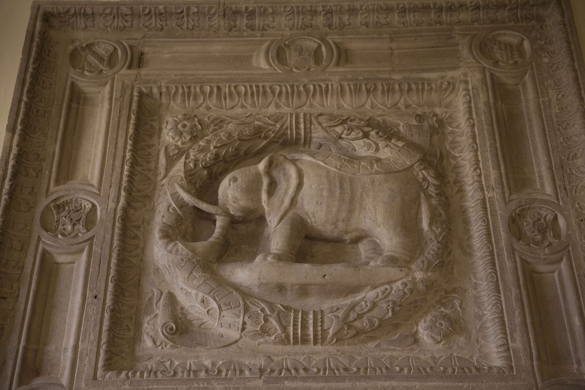 L'exploit de l'éléphant. Photo : Matteo Bosi