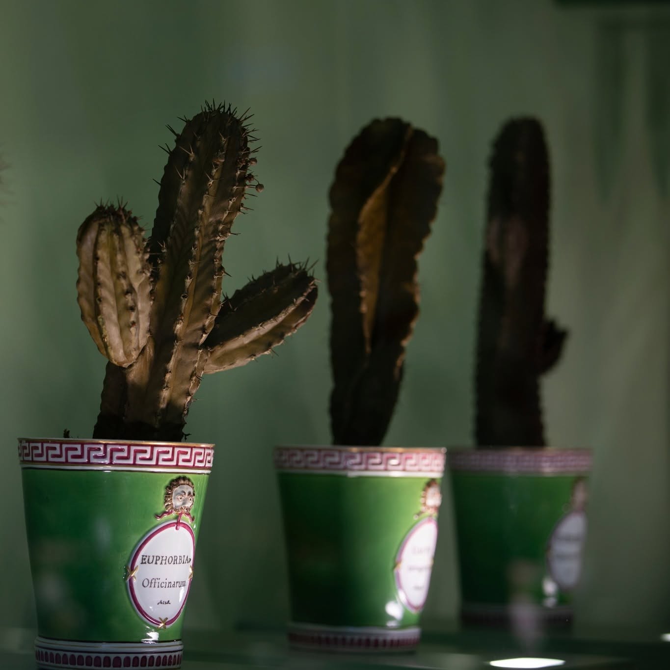 Maquetas de cactus de cera. Foto: Museo de Historia Natural de la Universidad de Florencia
