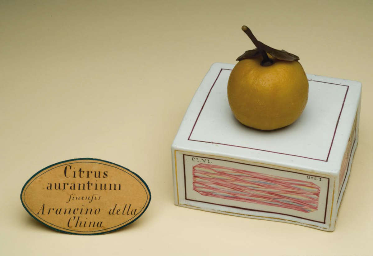 Maqueta de cera de un «arancino» de China, Citrus aurantium sinensis
