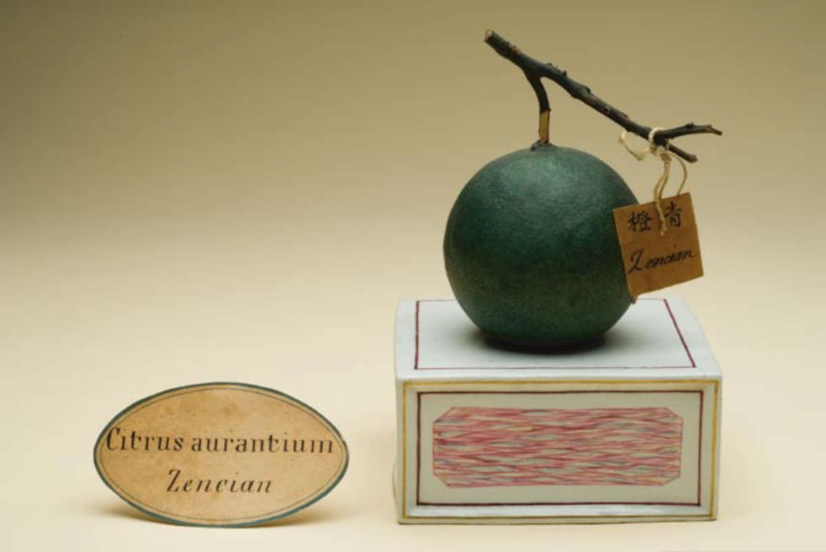 Maqueta de terracota de Zencian, Citrus aurantium