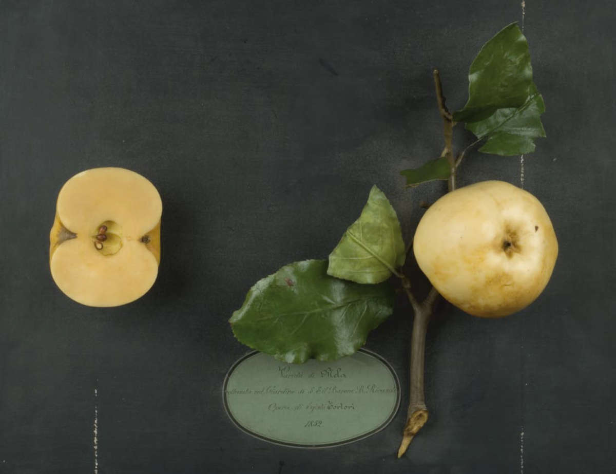 Manzana del jardín del barón B. Ricasoli (inv. coll. 2007, n.º 21974), modelo de cera sobre tabla de madera, obra de E. Tortori, 1852
