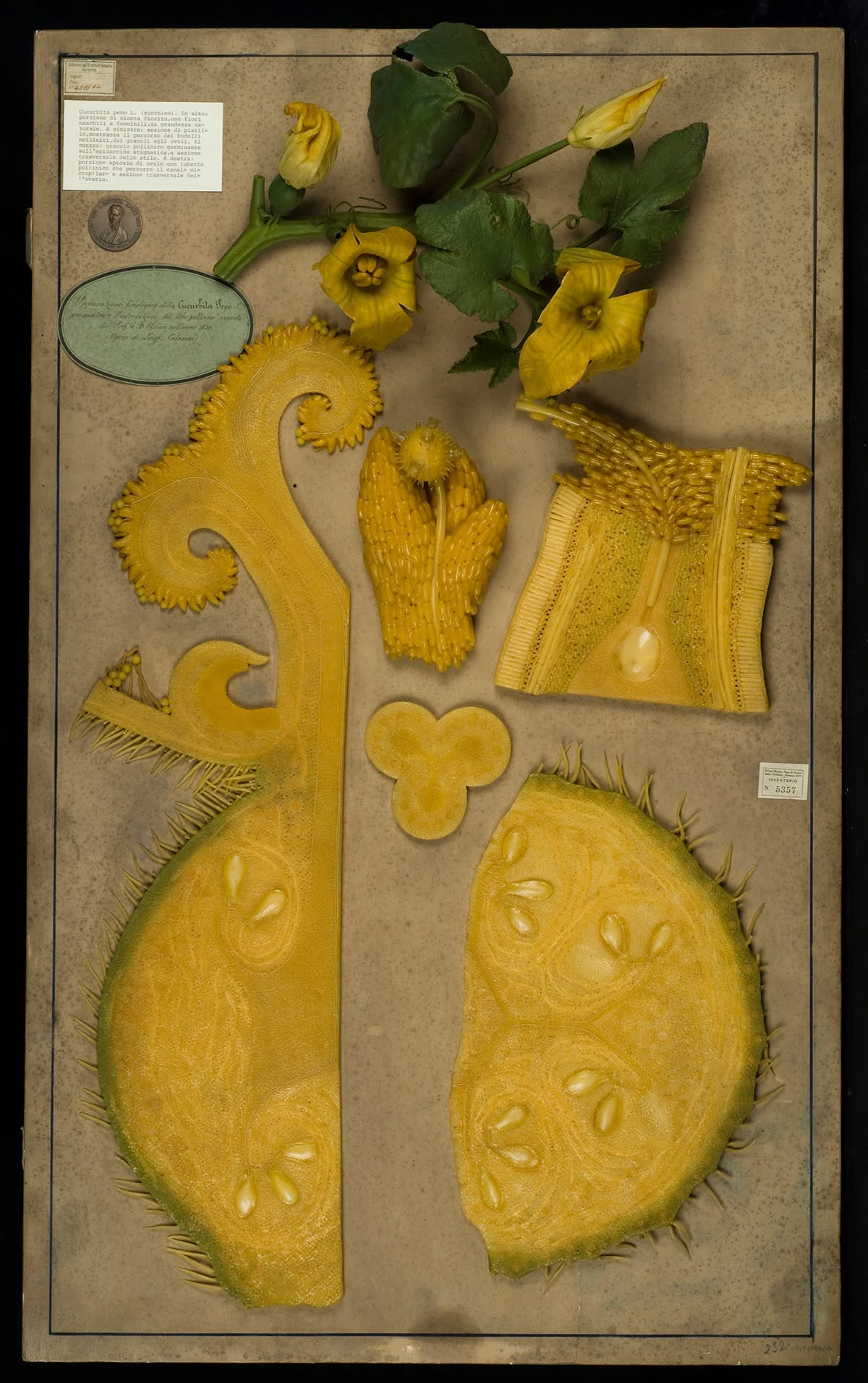 Maqueta de cera sobre tabla que representa la fecundación de la calabaza, realizada por Luigi Calamai bajo la dirección de Giovan Battista Amici. Foto: Museo de Historia Natural de la Universidad de Florencia