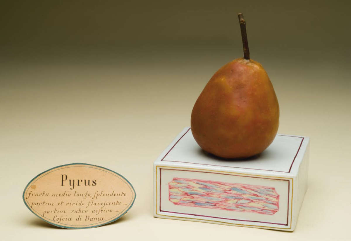 Maqueta de cera de la pera «Coscia», Pyrus malus