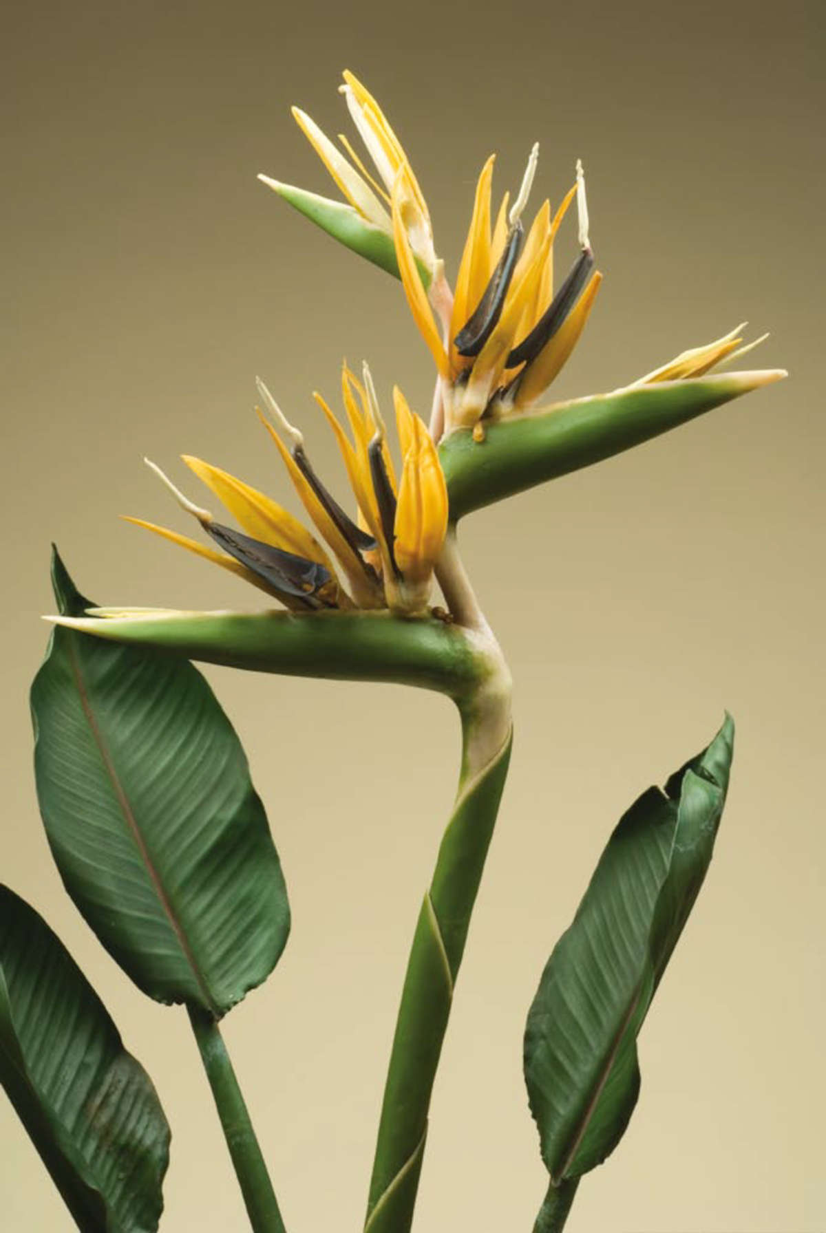 Detalle de las flores del modelo de cera de la Strelitzia reginae, realizado por Francesco Calenzuoli. El modelo es a tamaño real y mide 100 centímetros de altura.