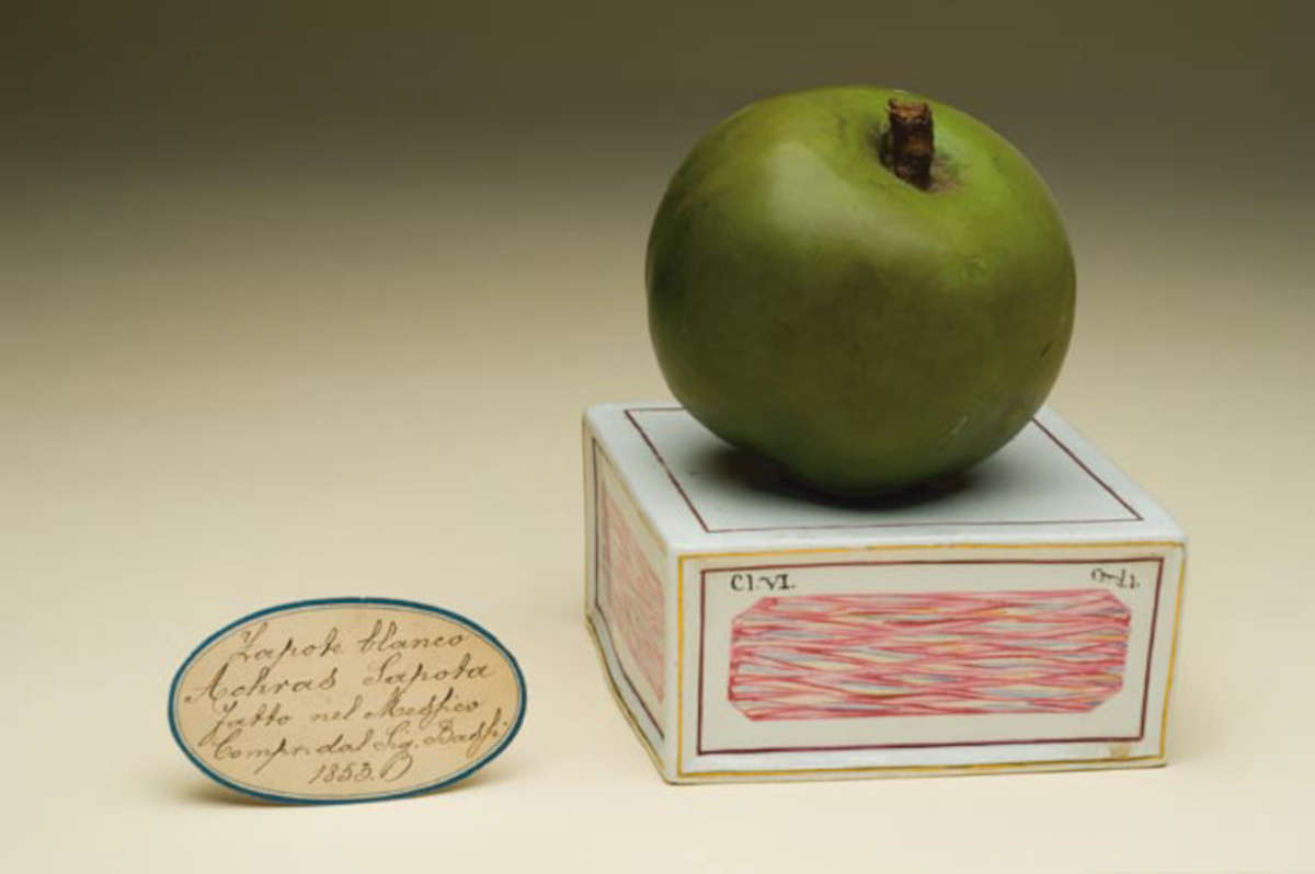 Maqueta de cera de zapote blanco, Achras sapota