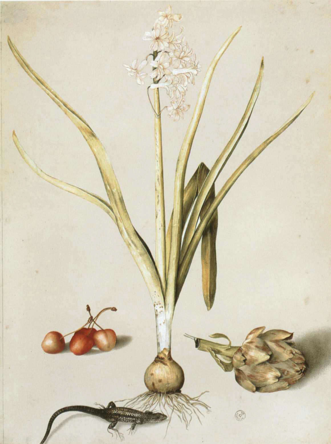 Giovanna Garzoni, Hyacinth with Four Cherries, a Lizard, and an Artichoke (gouache on parchment, 53.2 x 40.1 cm; Florence, Uffizi Galleries, Department of Drawings and Prints, inv. 2147 Orn.)