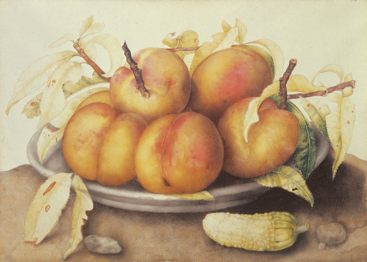 Giovanna Garzoni, Bowl with Peaches and a Cucumber (c. 1655&ndash;1662; tempera on parchment, 23.5 x 38.5 cm; Florence, Uffizi Galleries, Palatine Gallery, inv. 1890, no. 4763)