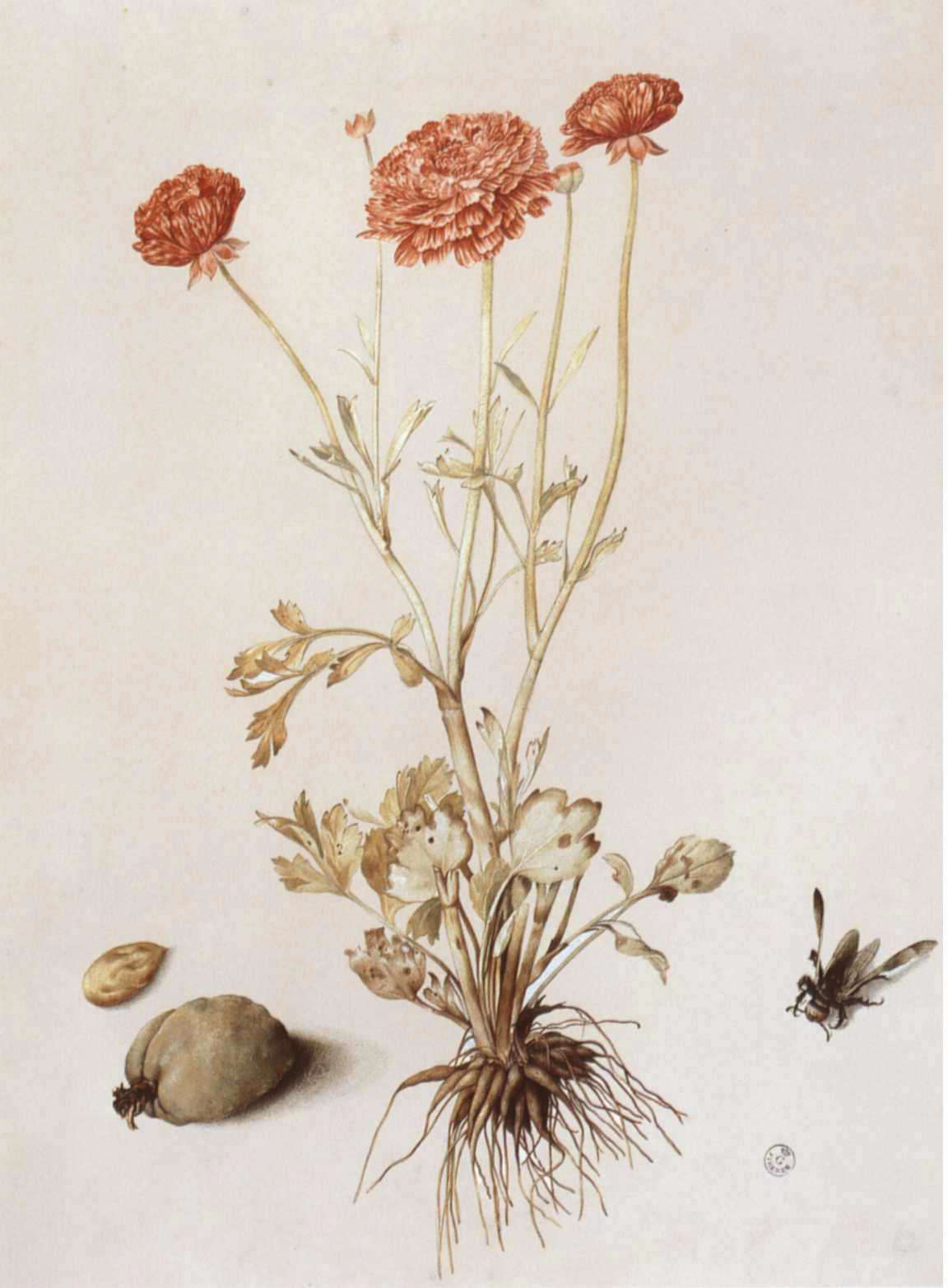 Giovanna Garzoni, Buttercup with Two Almonds and a Wood-Cutting Bee (gouache on parchment, 53.7 x 41.1 cm; Florence, Uffizi Galleries, Department of Drawings and Prints, inv. 2149 Orn.)