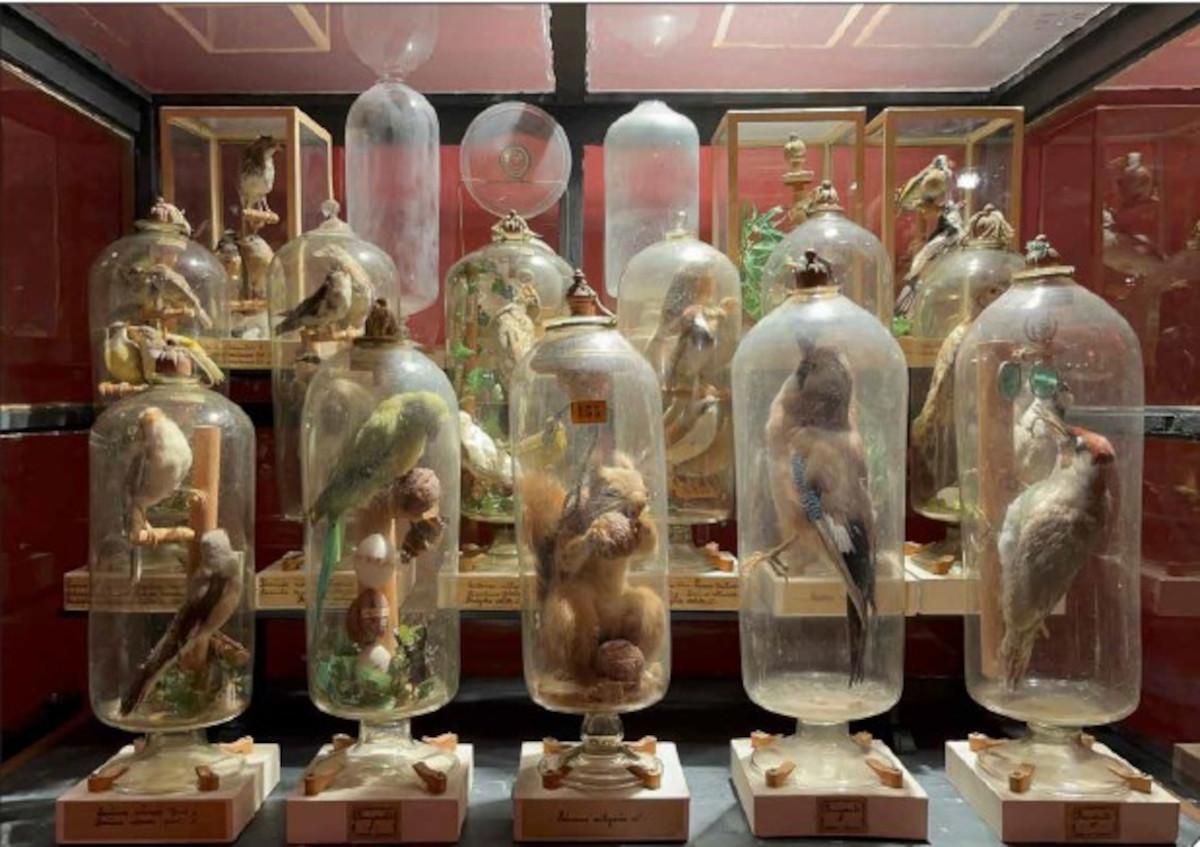 Uno studio svela il mistero irrisolto fin dal Settecento della collezione tassidermica di Fourcault a Parma