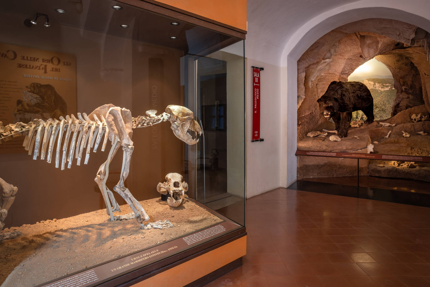Archäologisches Museum Finale, Ursus Spelaeus. Foto Credits: Archiv von Finale Ligure | Studiowiki | Foto: Davide Busetto