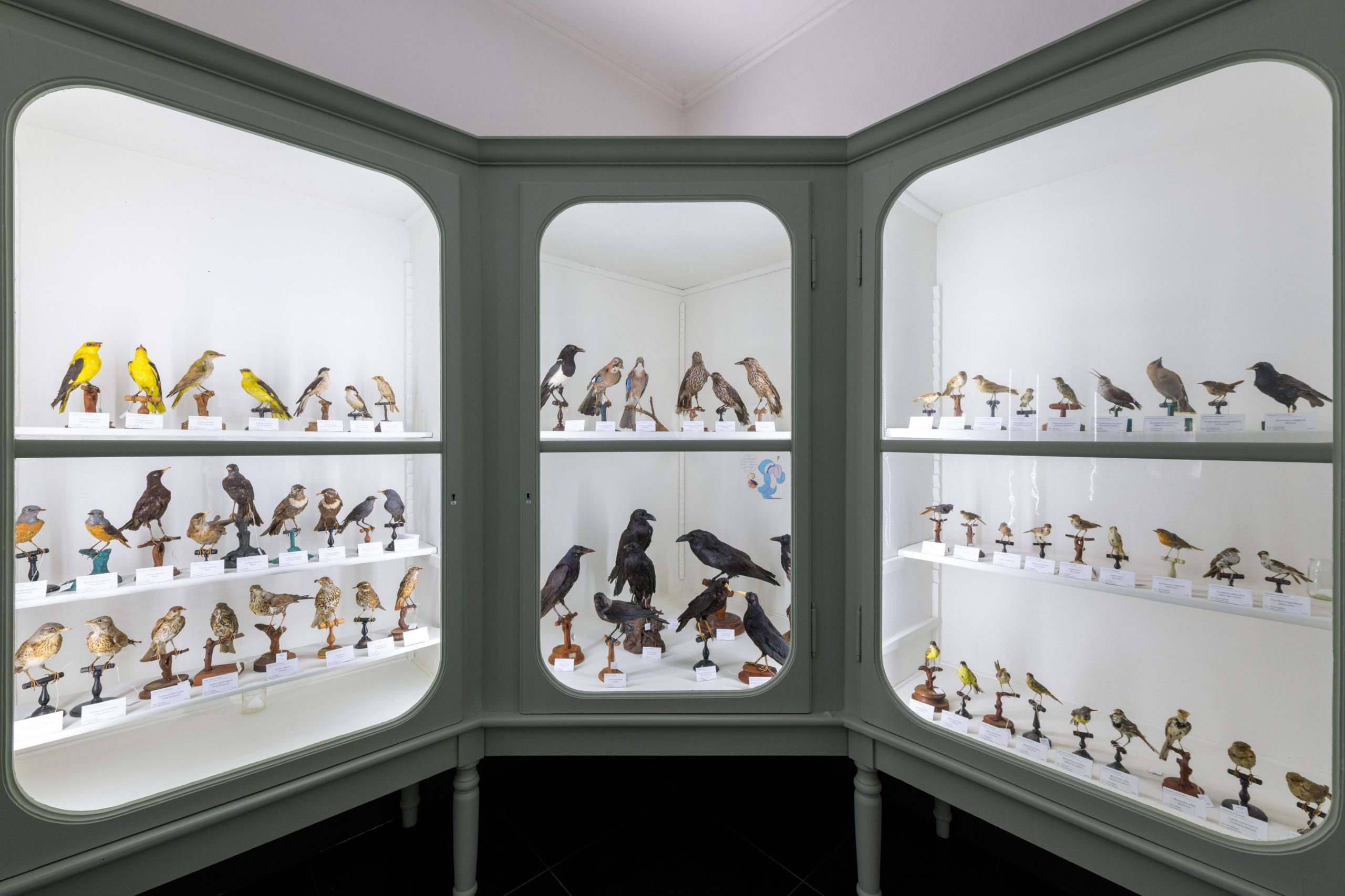 Museo de Historia Natural Pietro Calderini. Foto: ATL Terre dell'Alto Piemonte