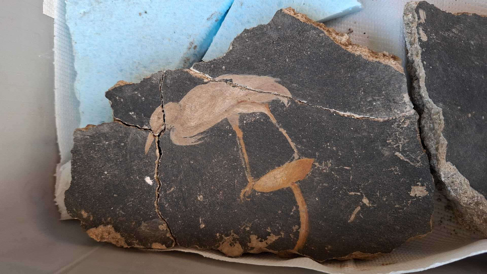 Villa Sora, nuovi scavi riportano alla luce decorazioni e un cantiere attivo nel 79 d.C.