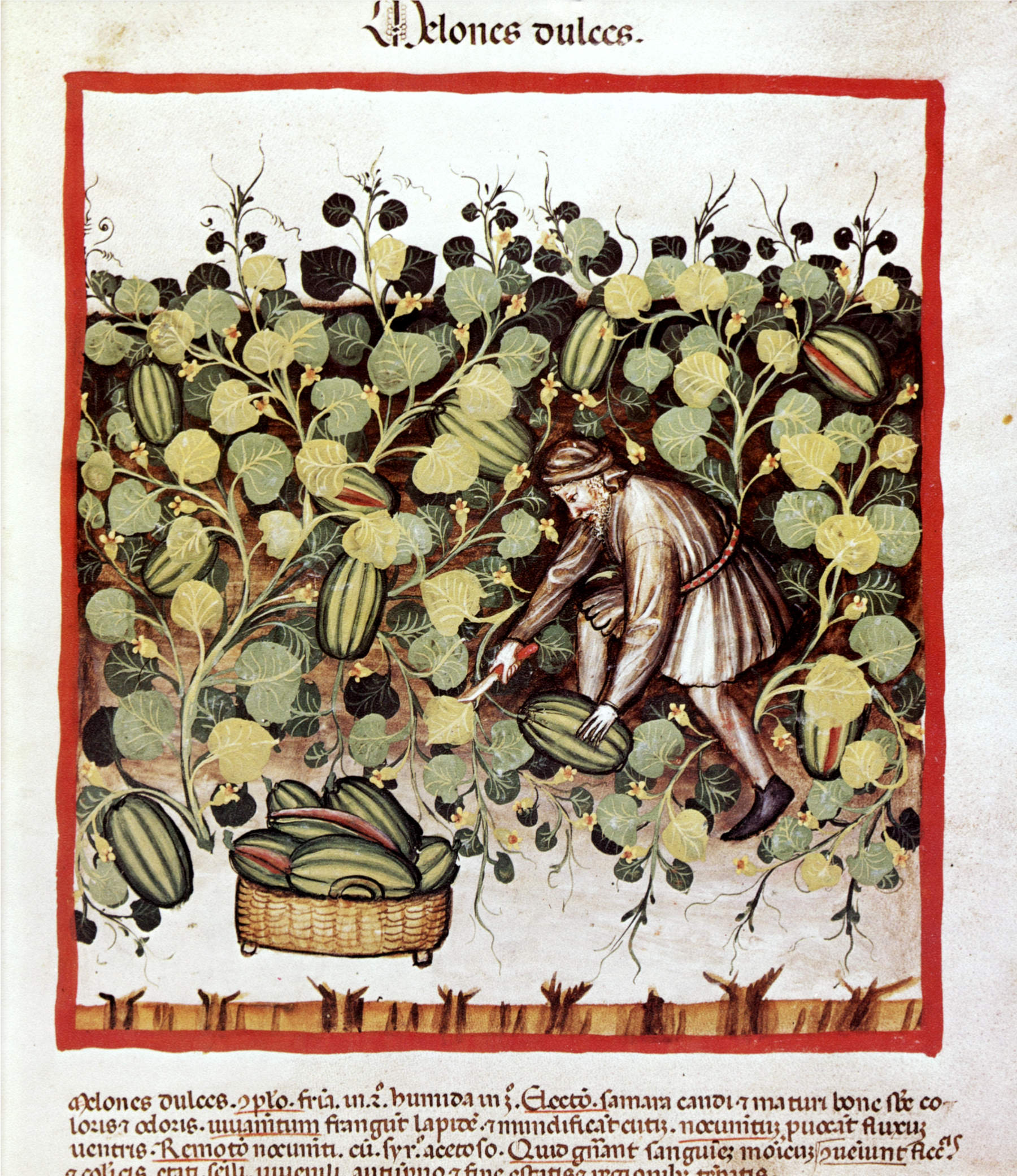 Tacuinum Sanitatis, Landmann bei der Melonenernte (Bauer bei der Melonenernte) (um 1390; Handschrift auf Pergament; Wien, &Ouml;sterreichische Nationalbibliothek)
