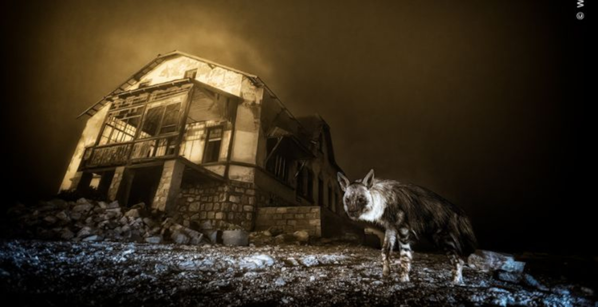 Wildlife Photographer of the Year: al Forte di Bard le immagini premiate del concorso