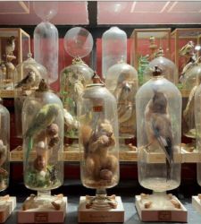 Study unravels mystery unsolved since 18th century Fourcault taxidermy collection in Parma 