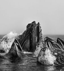Brescia is hosting a major retrospective of Cristina Mittermeier's work, featuring over 80 photographs