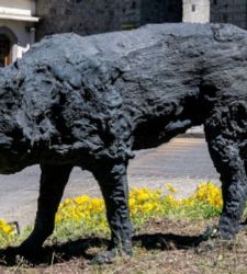 En Piancastagnaio (Siena), los lobos de Davide Rivalta habitan en la Rocca Aldobrandesca