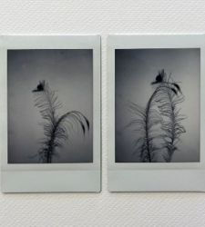 Florencia, exposici&oacute;n de Maura Banfo en la Galer&iacute;a Crumb 
