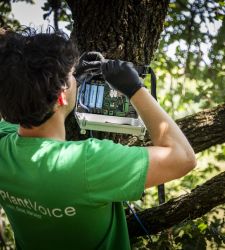 Nel Bosco Sacro dell&rsquo;Appia Antica, sensori intelligenti monitorano la salute degli alberi storici